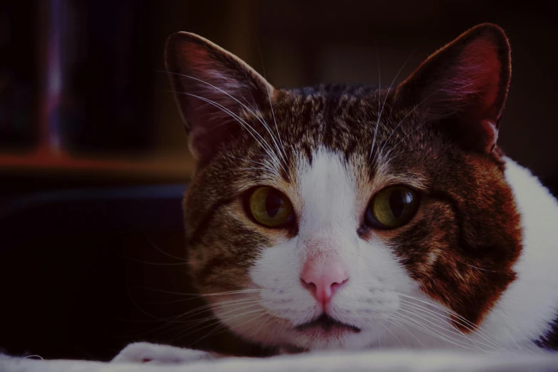 a close up of a cat laying on a bed, pexels contest winner, with a white nose, on a dark background, gaming, multicoloured