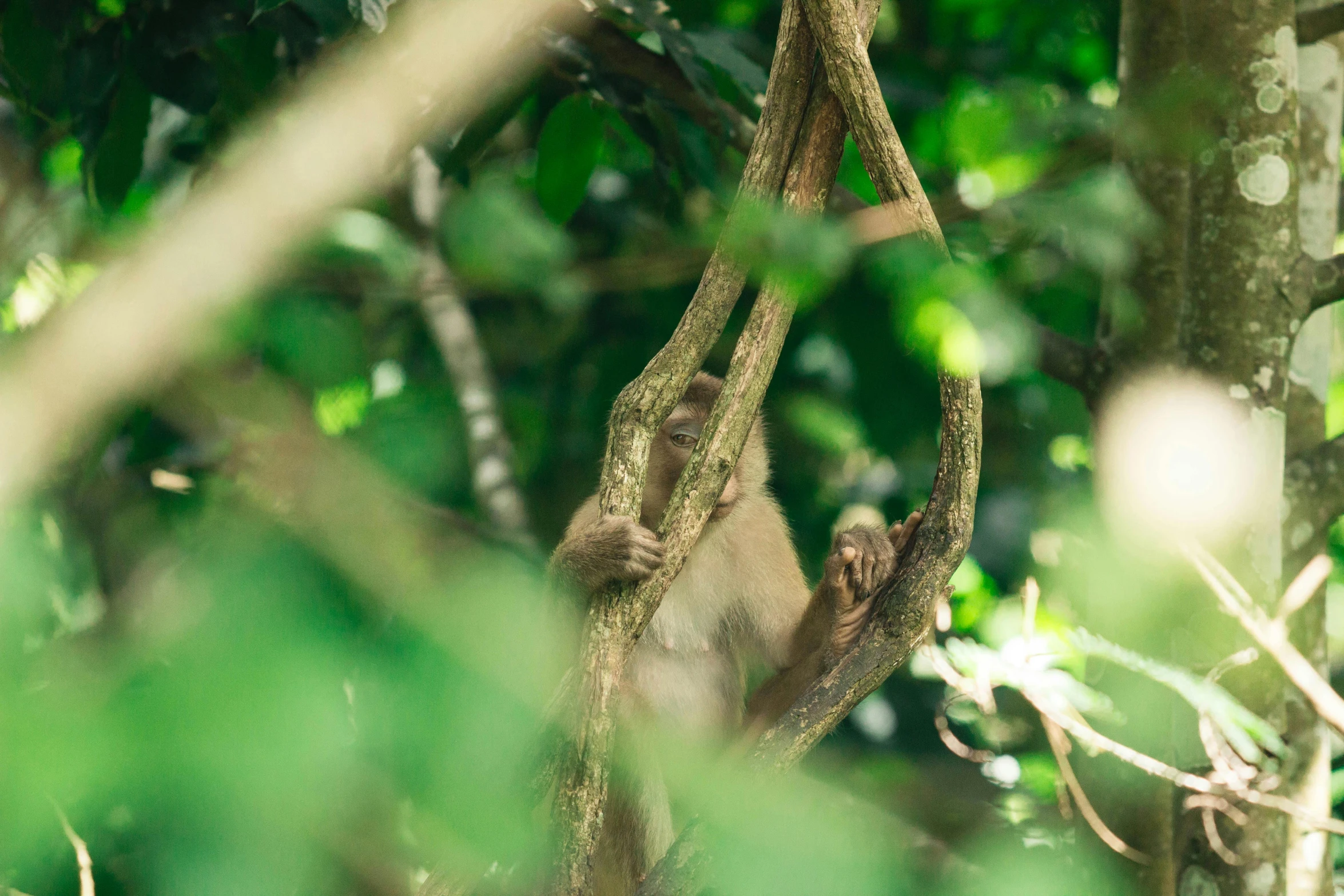 a monkey sitting on top of a tree branch, pexels contest winner, sumatraism, vines along the jungle floor, warm shading, grey, laos