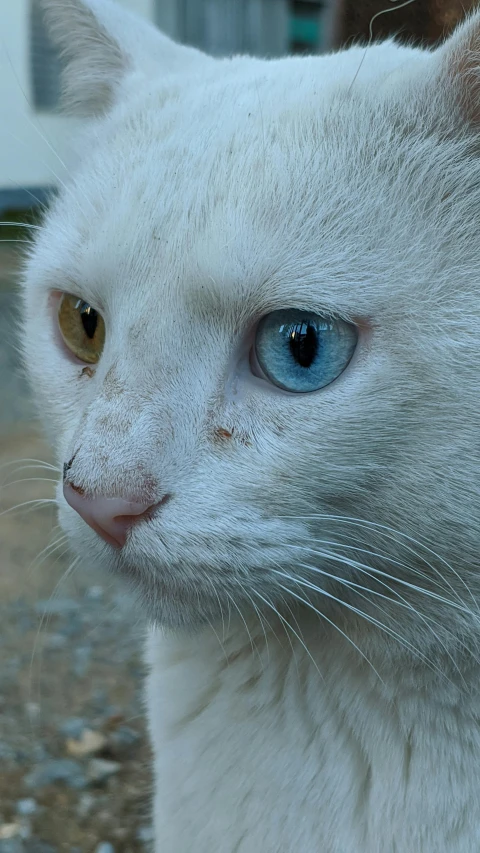 a close up of a white cat with blue eyes, an album cover, flickr, intricate heterochromia sad, tourist photo, white freckles, markings on his face