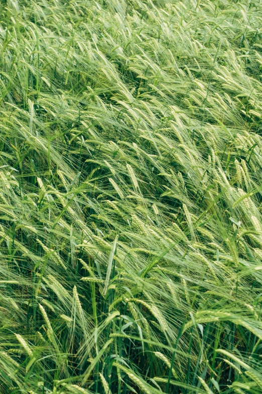 a field of green grass blowing in the wind, by David Simpson, in a wheat field, uncrop, malt, grazing