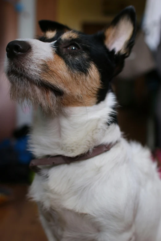 a dog sitting on the floor looking up, by Peter Churcher, unsplash, photorealism, wearing collar on neck, white with chocolate brown spots, close - up profile face, wearing an eye patch