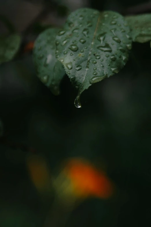 a close up of a leaf with water droplets on it, a picture, inspired by Elsa Bleda, unsplash contest winner, romanticism, 4 k hd wallpapear, crying tears, ignant, humid evening
