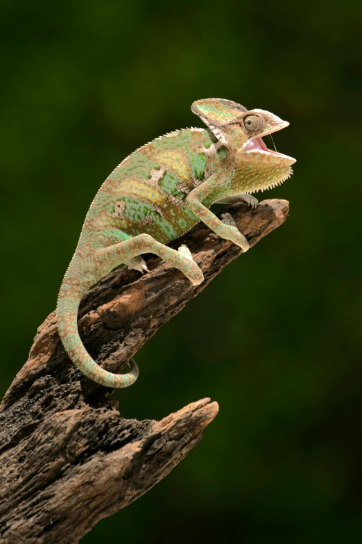a chamelon sitting on top of a tree branch, trending on pexels, yawning, chameleon, a wooden, mint