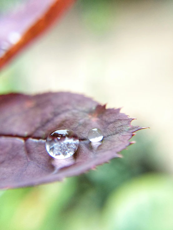 a close up of a leaf with a drop of water on it, by Alison Watt, unsplash, 300 mm depth of field bokeh, ilustration, high angle shot, high resolution photo