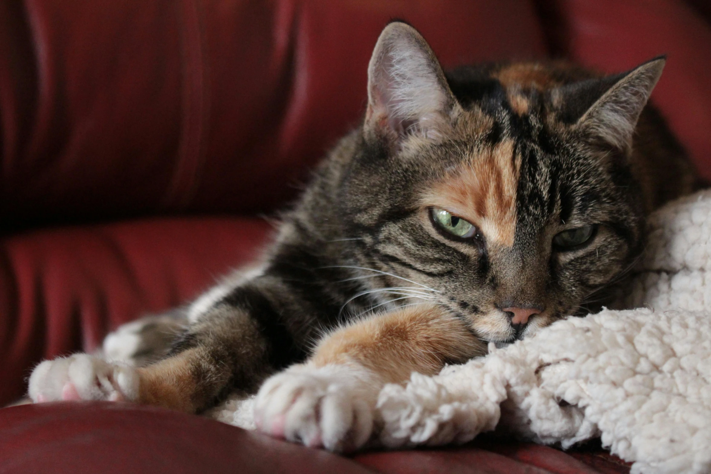 a close up of a cat laying on a couch, worried, cosy, paw pads, looking angry