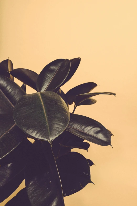 a plant in a pot with leaves on the top