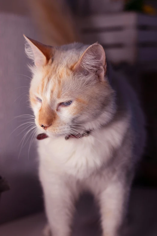 a close up of a cat on a couch, by Jan Tengnagel, unsplash, intense albino, in a sunset haze, wearing collar, old male