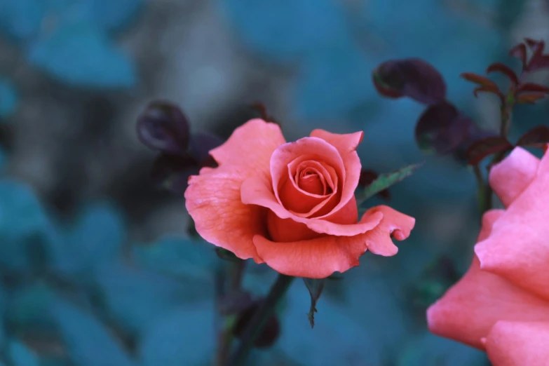 an orange rose on another one on top of another