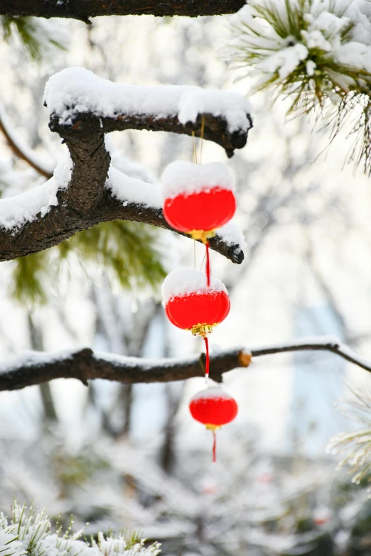 some kind of snow hanging from a tree nch