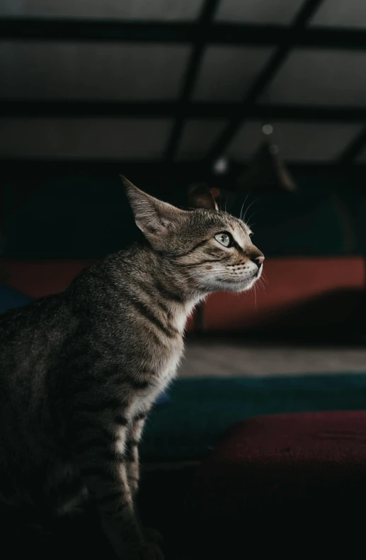 a cat sitting on top of a bed in a room, a picture, trending on pexels, side profile portrait, cinematic front shot, with a pointed chin, slightly pixelated