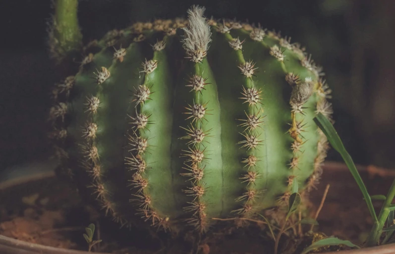 a close up of a cactus plant in a pot, a macro photograph, inspired by Elsa Bleda, pexels contest winner, renaissance, highly detailed photo 4k, huge spines, old color photograph, green