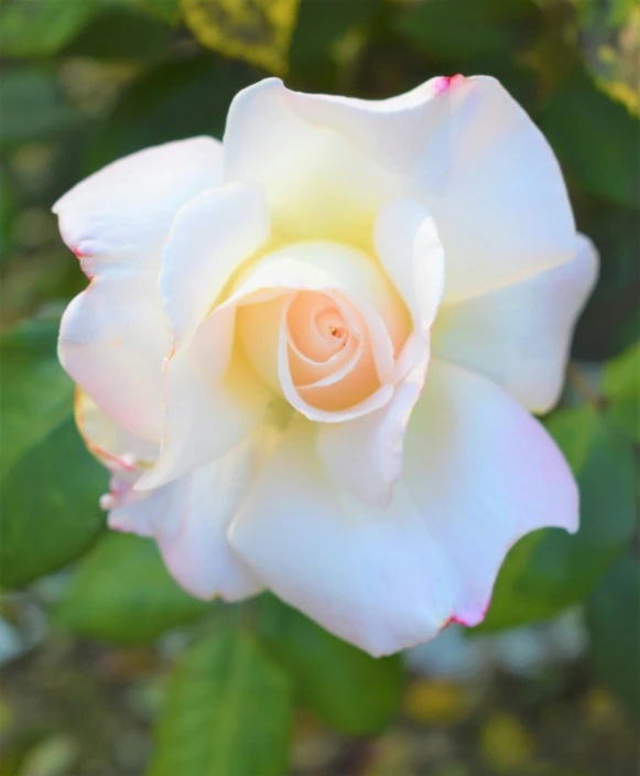 a white and red rose flower growing outside