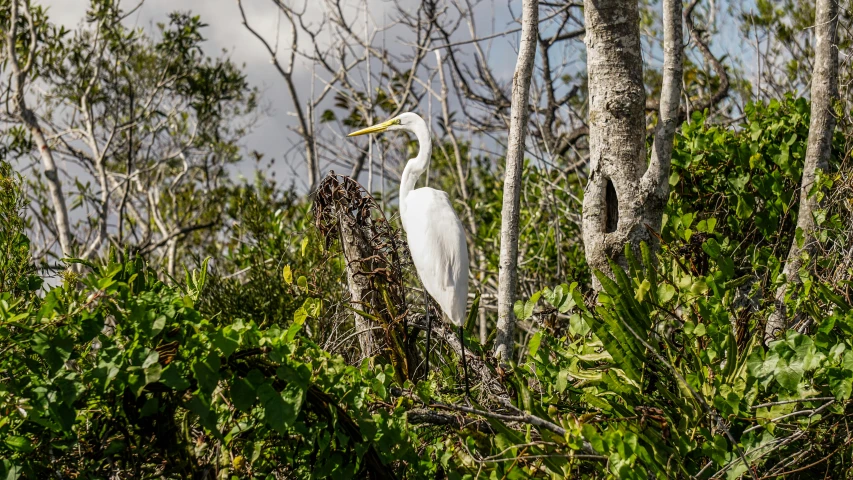 a white bird standing on top of a lush green forest, mangrove swamp, photograph, fan favorite, slide show