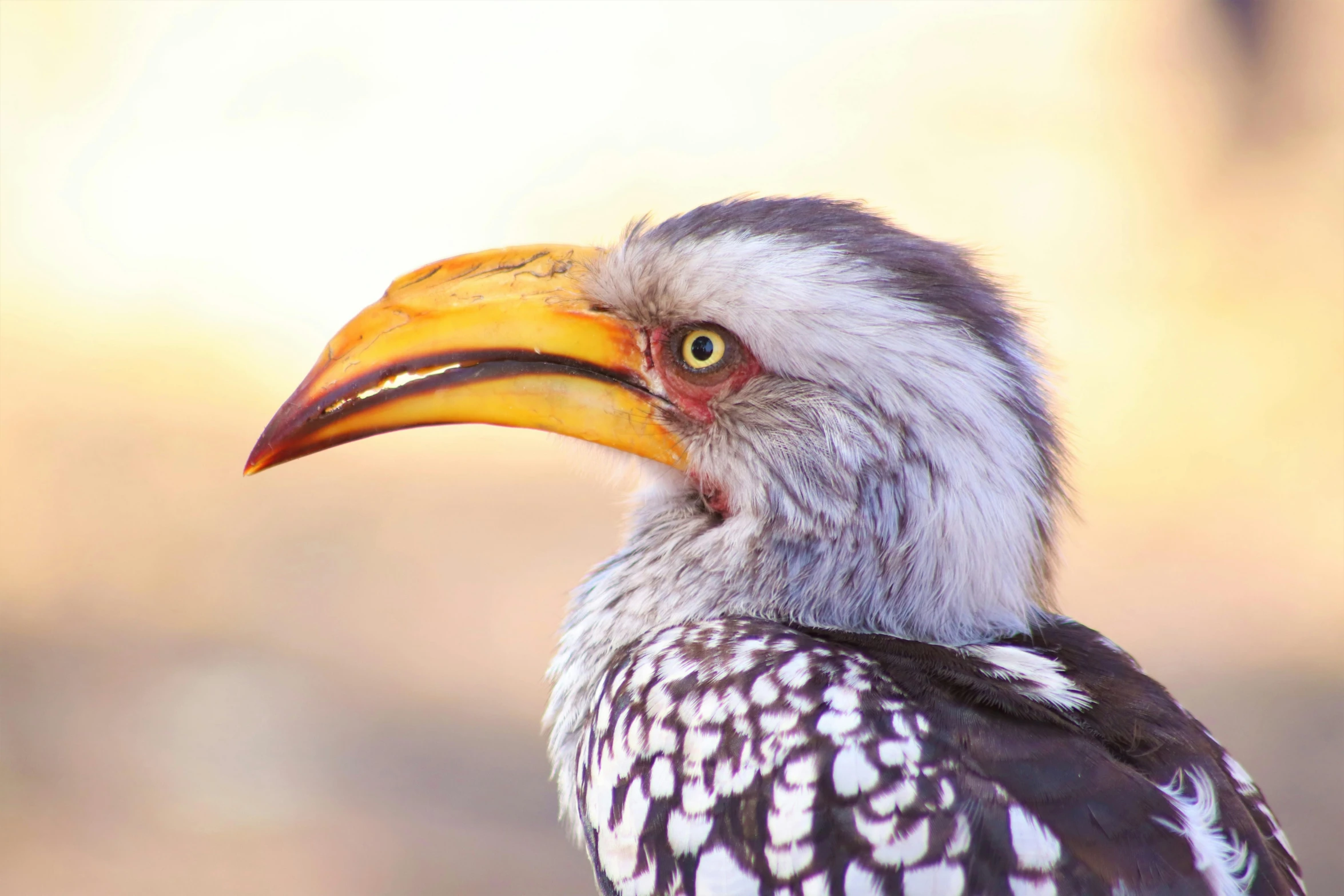 a close up of a bird with a yellow beak, trending on pexels, samburu, 🦩🪐🐞👩🏻🦳, intricate wrinkles, photo realistic image