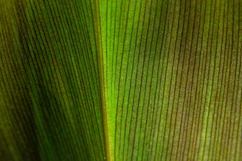 a close up view of a green leaf, a macro photograph, renaissance, tropical foliage, shot on sony a 7, 8k fabric texture details, glowing from inside