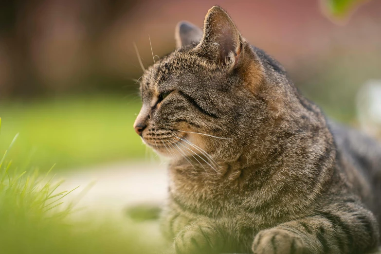 a cat that is laying down in the grass, paul barson, with a pointed chin, scratching head, outdoor photo