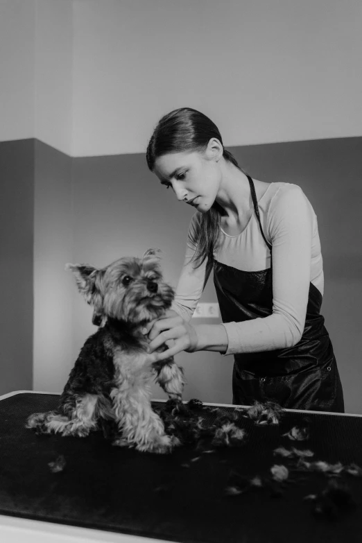 a black and white photo of a woman grooming a dog, by Silvia Pelissero, yorkshire terrier, 15081959 21121991 01012000 4k, small dog, miro petrov