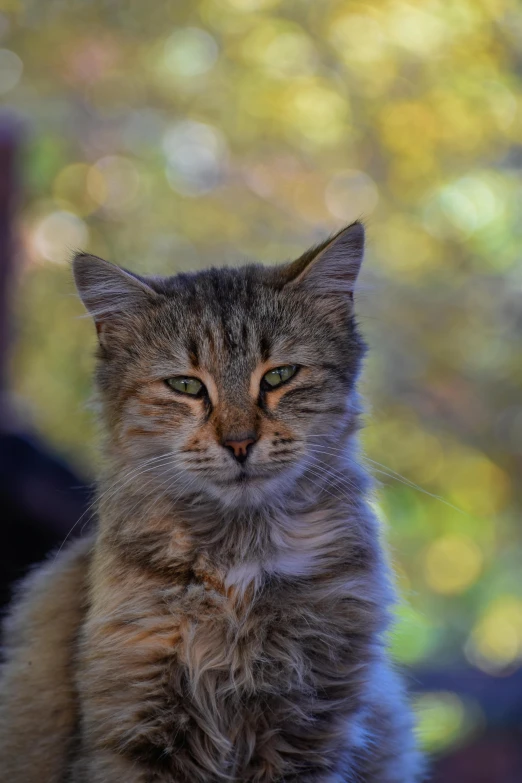 a cat sitting on top of a window sill, a picture, by Gwen Barnard, unsplash, closeup of the face, cat in the forest, taken with sony alpha 9, young female