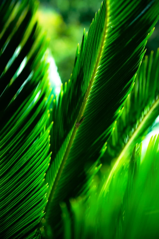 a close up of the leaves of a palm tree, by Dave Melvin, brightly-lit, stockphoto