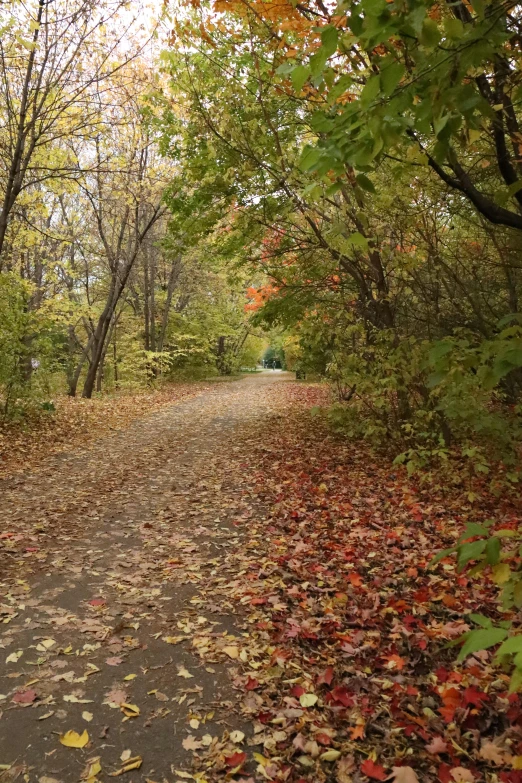 a dirt road surrounded by trees covered in leaves, wide greenways, fall leaves on the floor, facing away, minn