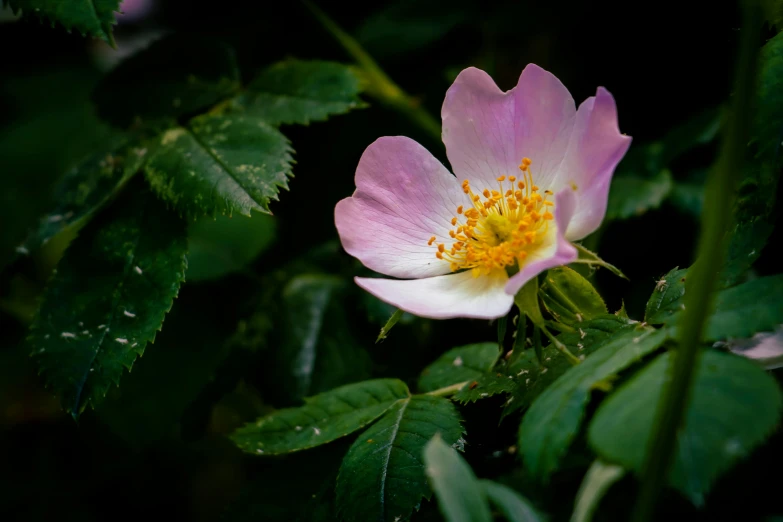 a pink flower is blooming next to green leaves