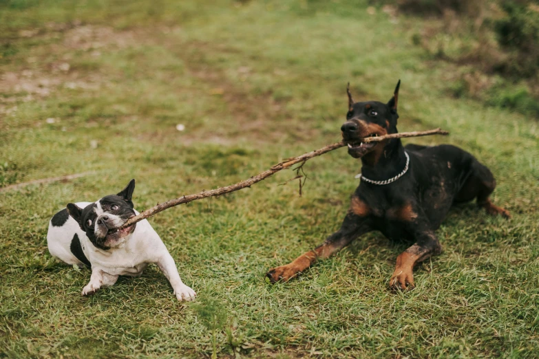 two dogs playing with a stick in the grass, unsplash, 🦩🪐🐞👩🏻🦳, bulli, thumbnail, menacing!