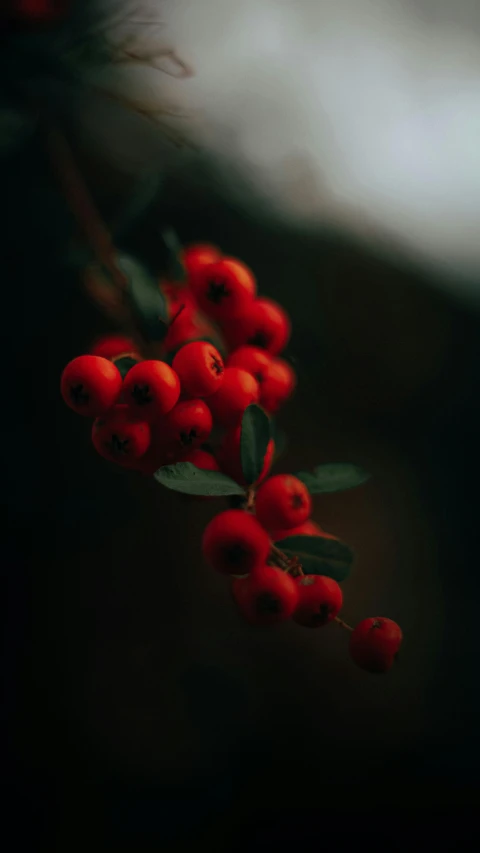 berries are hanging down on a plant with leaves