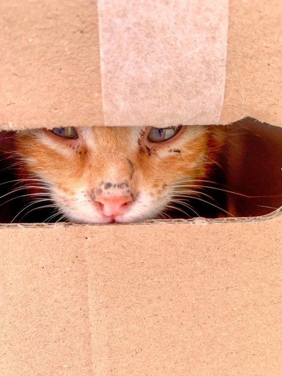 a cat peeking out of a cardboard box, an album cover, trending on pexels, hyperrealism, hr ginger, square nose, taken in the early 2020s, holes