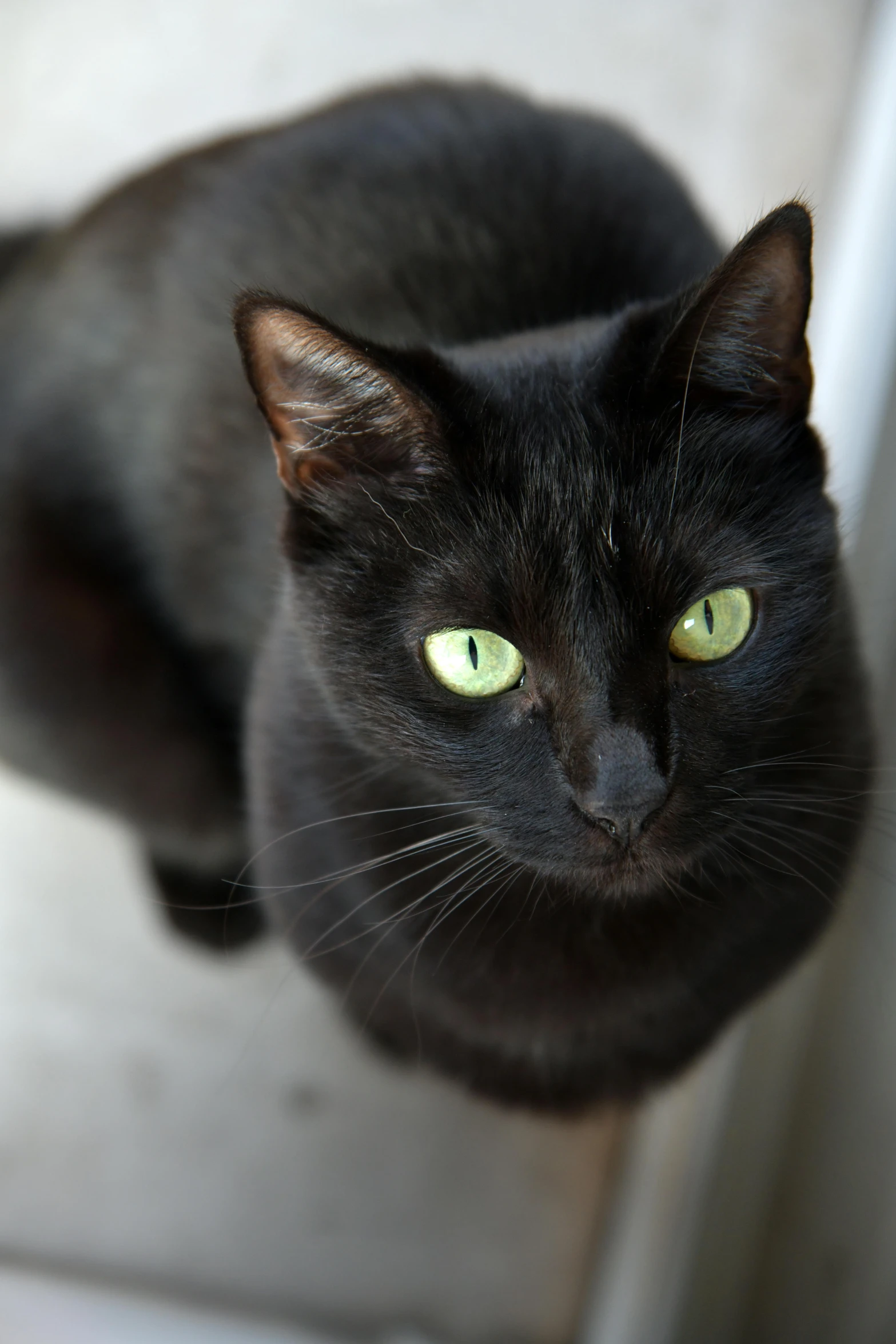 a black cat looking up at the camera, by Winona Nelson, full frame image, black, large green eyes, cat