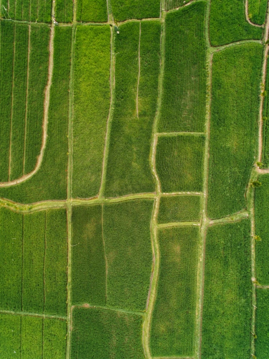 a bird's eye view of a green field, by Attila Meszlenyi, unsplash contest winner, land art, vietnam, 15081959 21121991 01012000 4k, square lines, profile pic