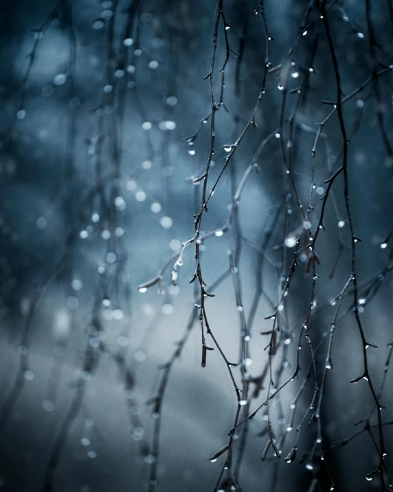 a tree branch with water droplets on it, an album cover, inspired by Elsa Bleda, unsplash contest winner, romanticism, winter night, 500px, it\'s raining, icicles