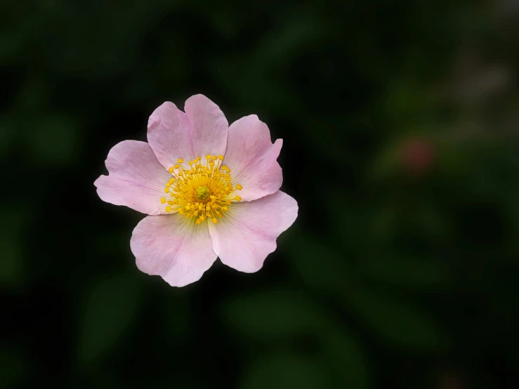 pink flower with yellow pollen on green background