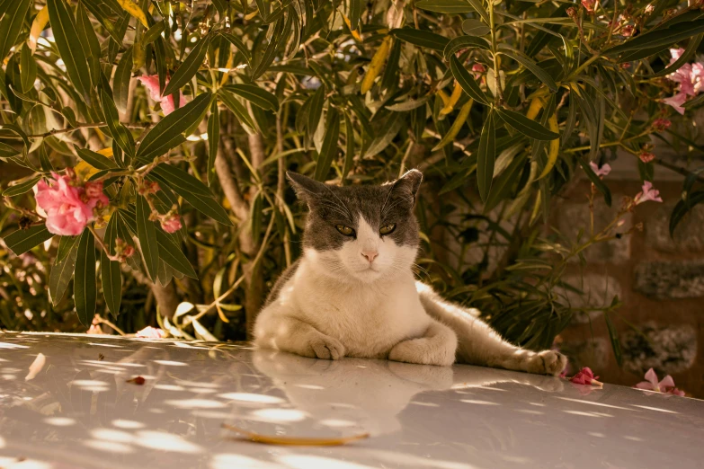 a cat sitting on the hood of a car, by Julia Pishtar, unsplash, renaissance, in a sun lounger, amongst foliage, on a white table, annoyed