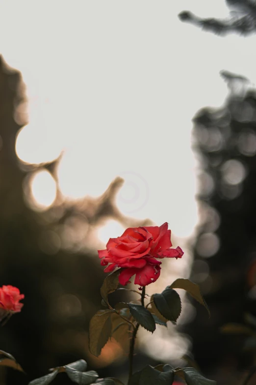 a small rose that is sitting in the grass