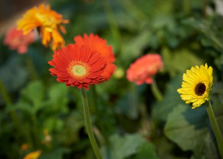 a group of flowers sitting on top of a lush green field, terracotta, scarlet and yellow scheme, zoomed out shot, daisy