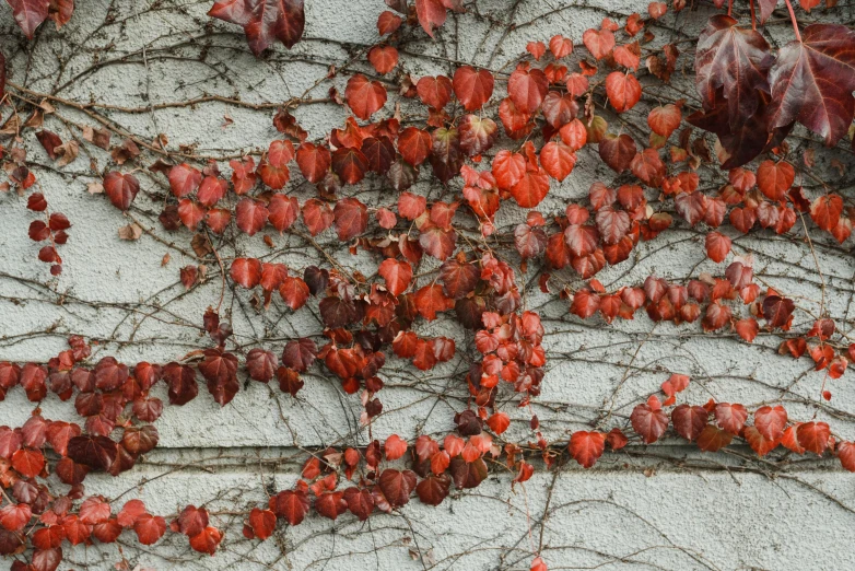 a fire hydrant sitting next to a wall covered in red leaves, inspired by Stanley Spencer, unsplash, on a gray background, tangled vines, zoomed in shots, gray and orange colours