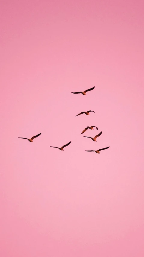 a flock of birds flying in a pink sky, an album cover, by Paul Bird, trending on pexels, postminimalism, ffffound, top down photo, profile image, cranes