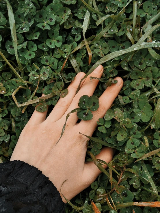 a close up of a person's hand in the grass, an album cover, inspired by Elsa Bleda, trending on unsplash, land art, background full of lucky clovers, wearing two metallic rings, tumblr aesthetic, ignant