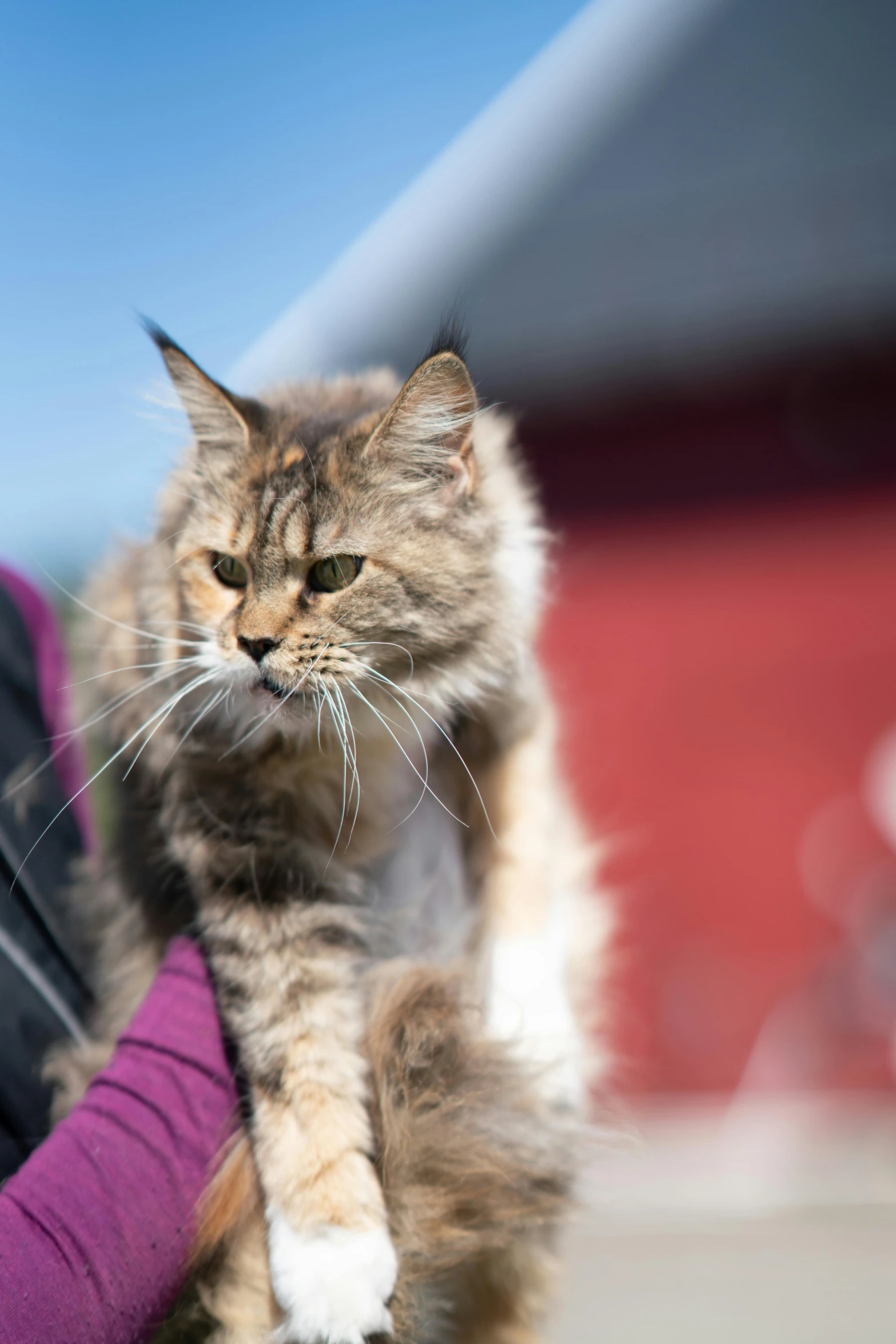 a woman holding a cat in her arms, by Anato Finnstark, unsplash, serious looking mainecoon cat, sunny sky, walking down the catwalk, museum quality photo