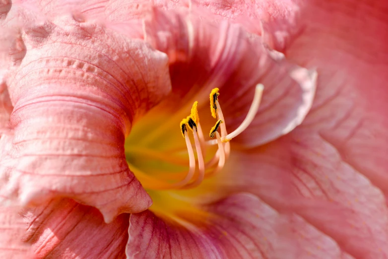 a close up of a pink flower with yellow stamen, by Carey Morris, pexels, renaissance, angel's trumpet, lily, made of glazed, nature photo