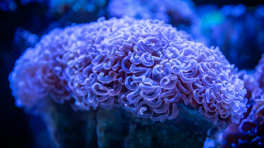 a close up of a purple coral in an aquarium, neon mushrooms, subtle detailing, deep blue sea color, evan lee