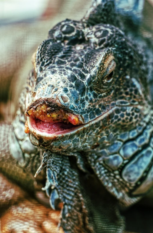 a close up of a lizard with it's mouth open, a macro photograph, by Tony Szczudlo, pexels contest winner, focus on giant tortoise, taken in 1 9 9 7, closeup at the food, nat geo