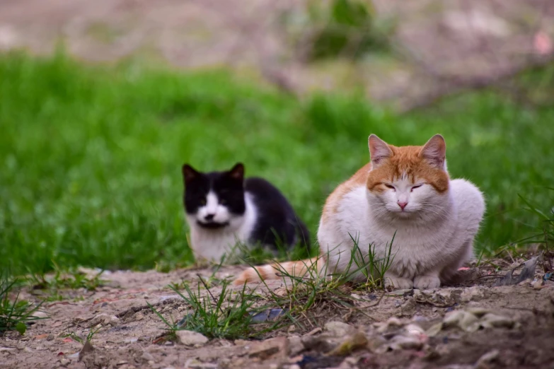 a couple of cats sitting on top of a lush green field, on the sidewalk