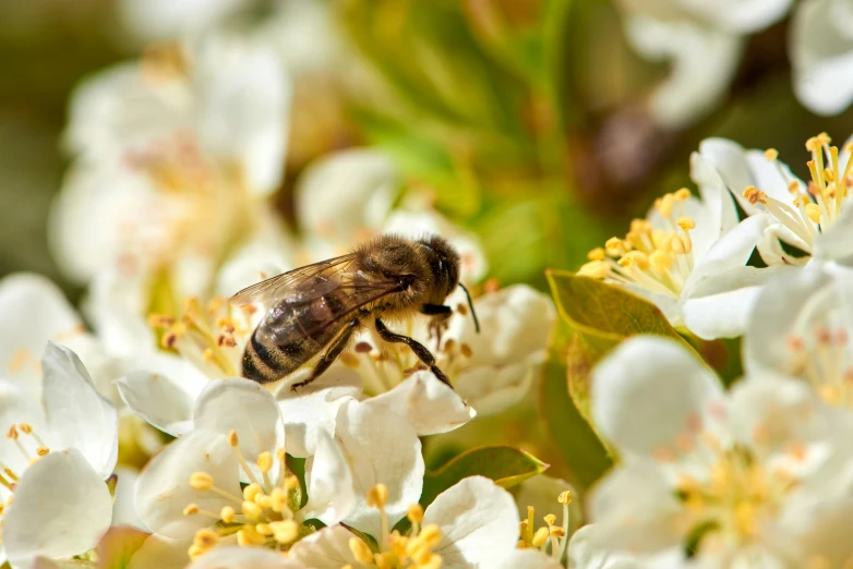 a close up of a bee on a flower, by David Simpson, pexels, manuka, white, in a sunny day, jasmine