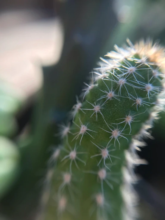 a close up of a cactus plant with a blurry background, a macro photograph, by Linda Sutton, macro photography 8k, tall thin, highly detailed # no filter, shot from cinematic