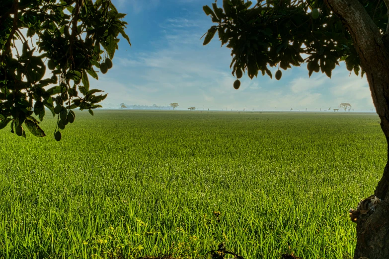 a tree sitting in the middle of a lush green field, looking onto the horizon, farms, background image