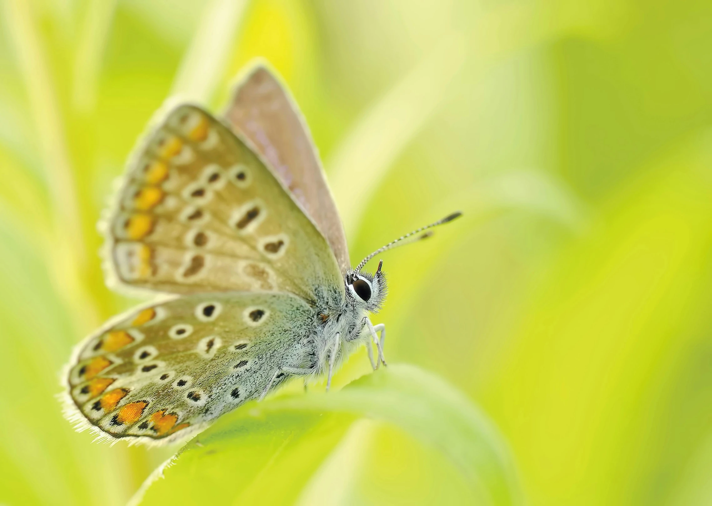 a close up of a butterfly on a leaf, soft colours, green and blue, ai biodiversity, iralki nadar