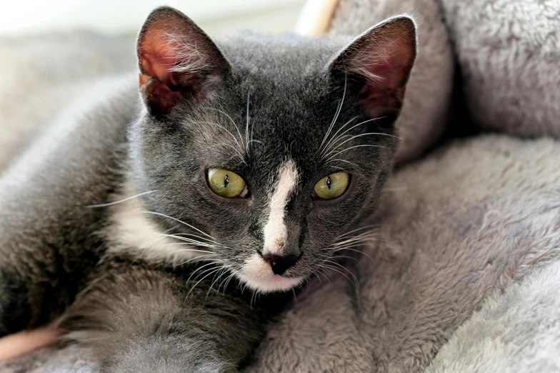 a close up of a cat laying on a bed, grey ears, is looking at the camera, with a white nose, complex and intricate