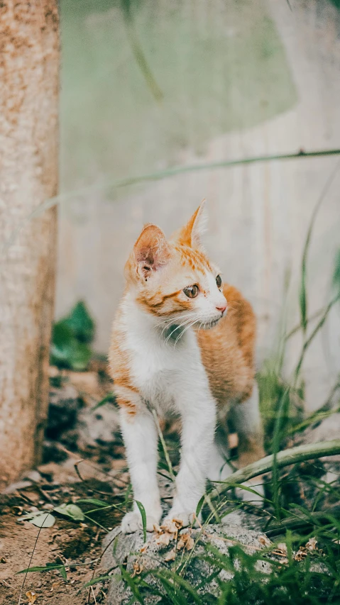 an orange and white cat standing next to a tree, a picture, unsplash, trimmed with a white stripe, urban jungle, walking at the garden, getty images