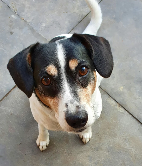 a dog that is looking up at the camera, pexels contest winner, photorealism, small ears, rectangle, white, birdseye view